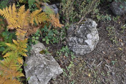 Water Worn Stone - Type Unknown