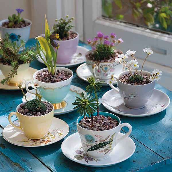 Teacup-planters