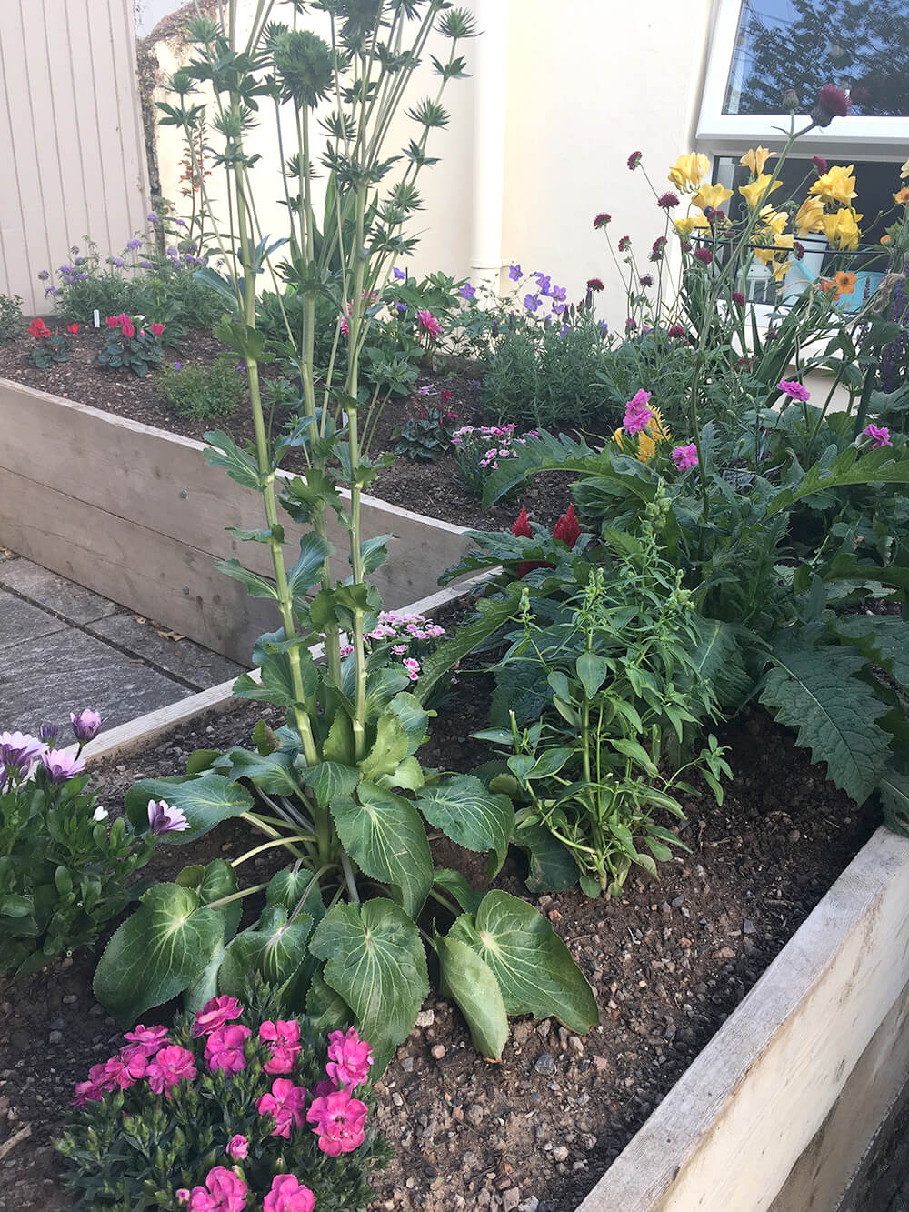 raised bed 4